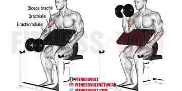 Dumbbell Preacher Curl: Target Your Biceps and Brachialis Effectively