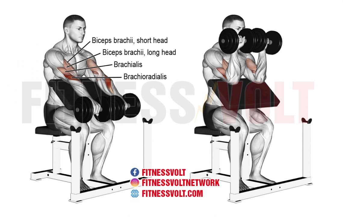 Dumbbell Reverse Preacher Curl (Brachioradialis) | Exercise Guides and ...