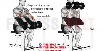Dumbbell Reverse Preacher Curl: Target Your Arm Muscles!