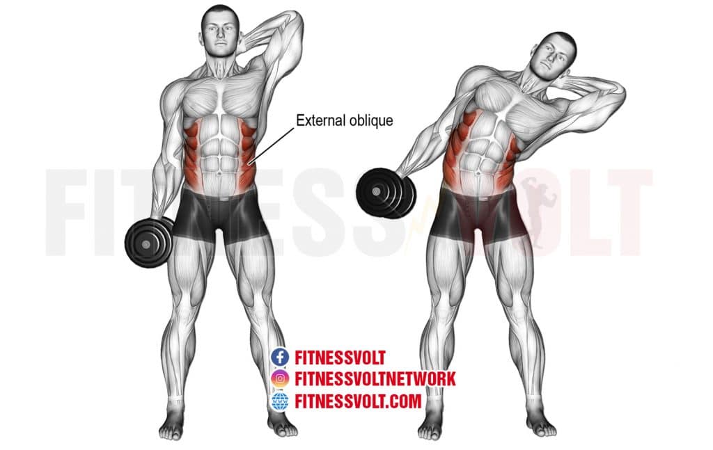 How To Do The Dumbbell Side Bend (Obliques) Fitness Volt