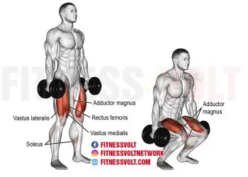 Dumbbell squat