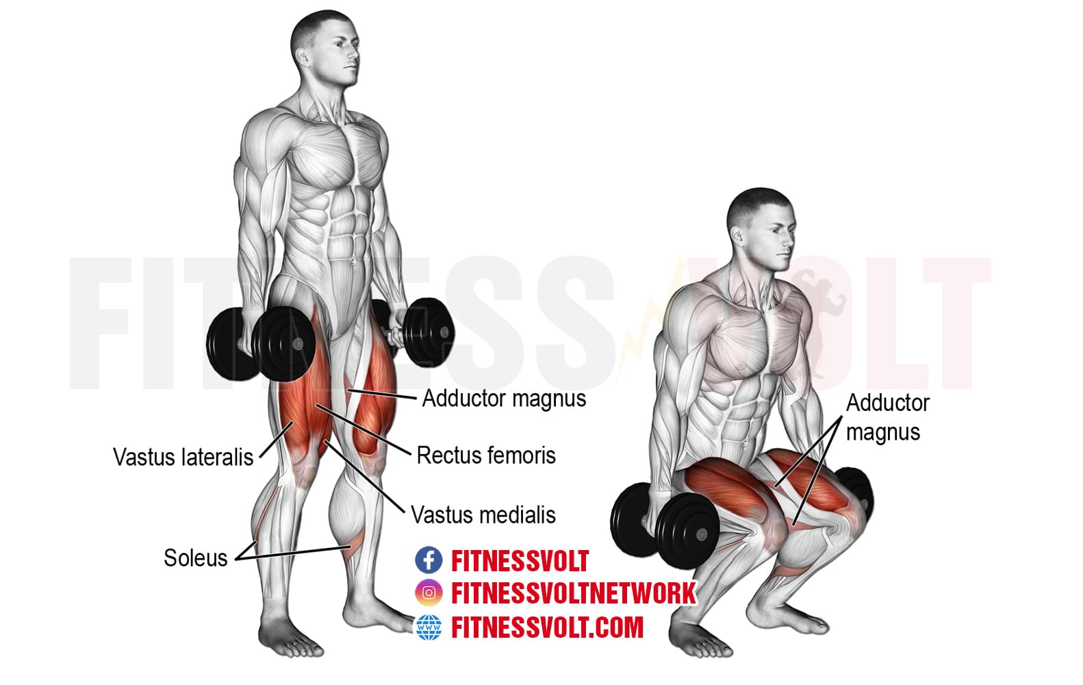 dumbbell squats muscles worked