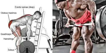Erector Spinae