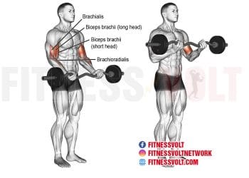 Barbell Curl vs. Dumbbell Curl: Why You Need Both For Maximum Gains ...