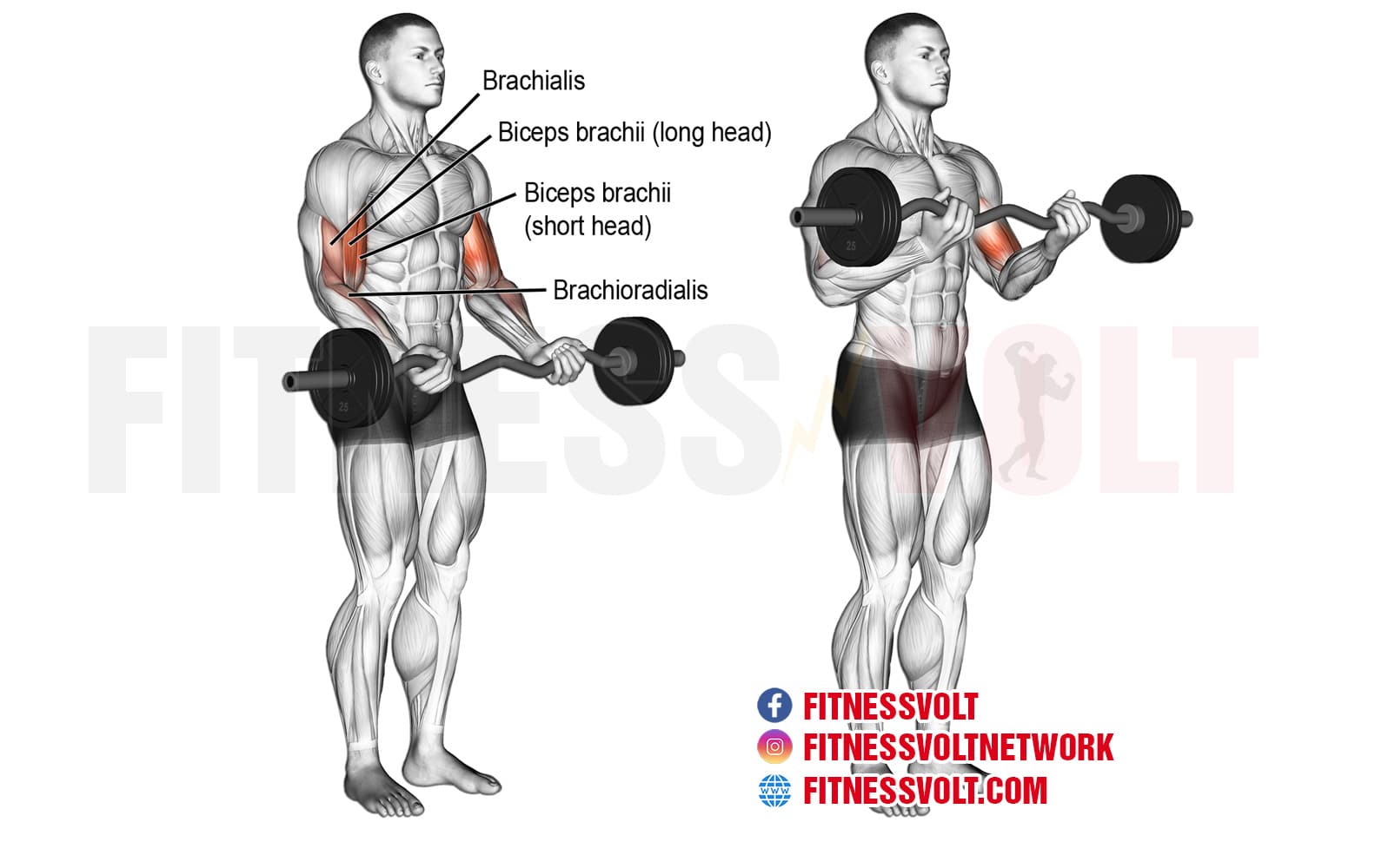 How To Do The Ez Bar Curl Biceps Fitness Volt