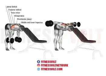 Master the Bent-Over Dumbbell Lateral Raise for Strong Shoulders