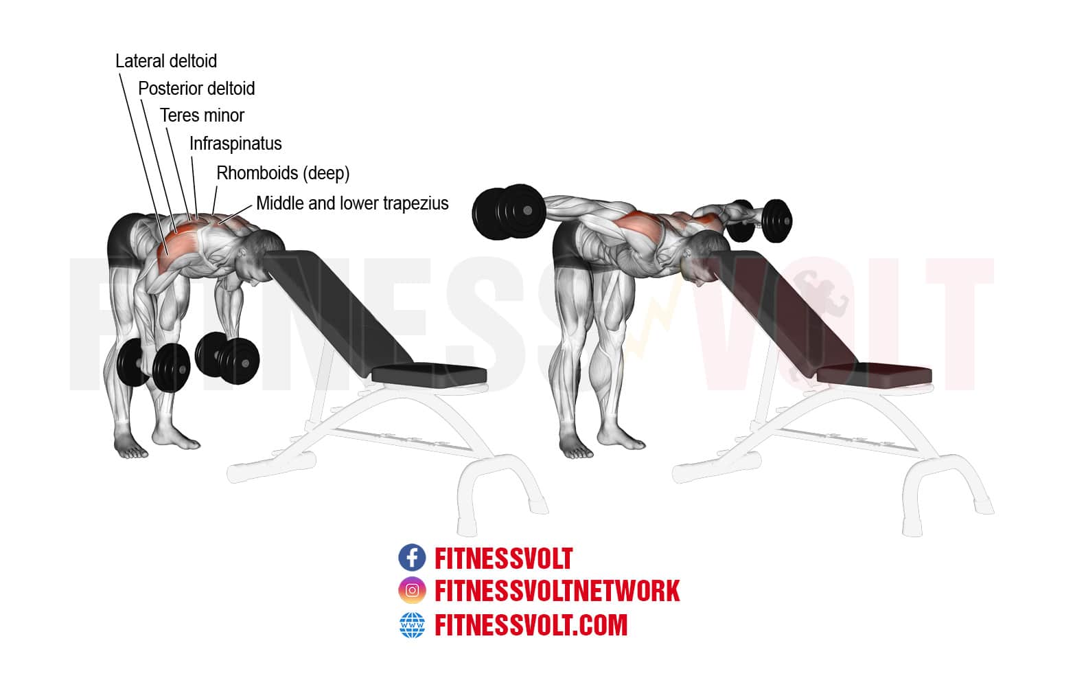 Head Supported Bent Over Dumbbell Lateral Raise Shoulders Fitness Volt