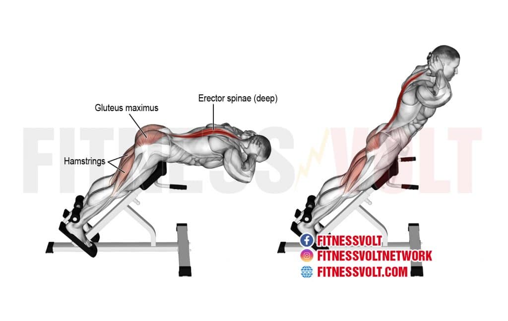 How To Do Hyperextension (Spinal Erectors, Hamstrings) Fitness Volt