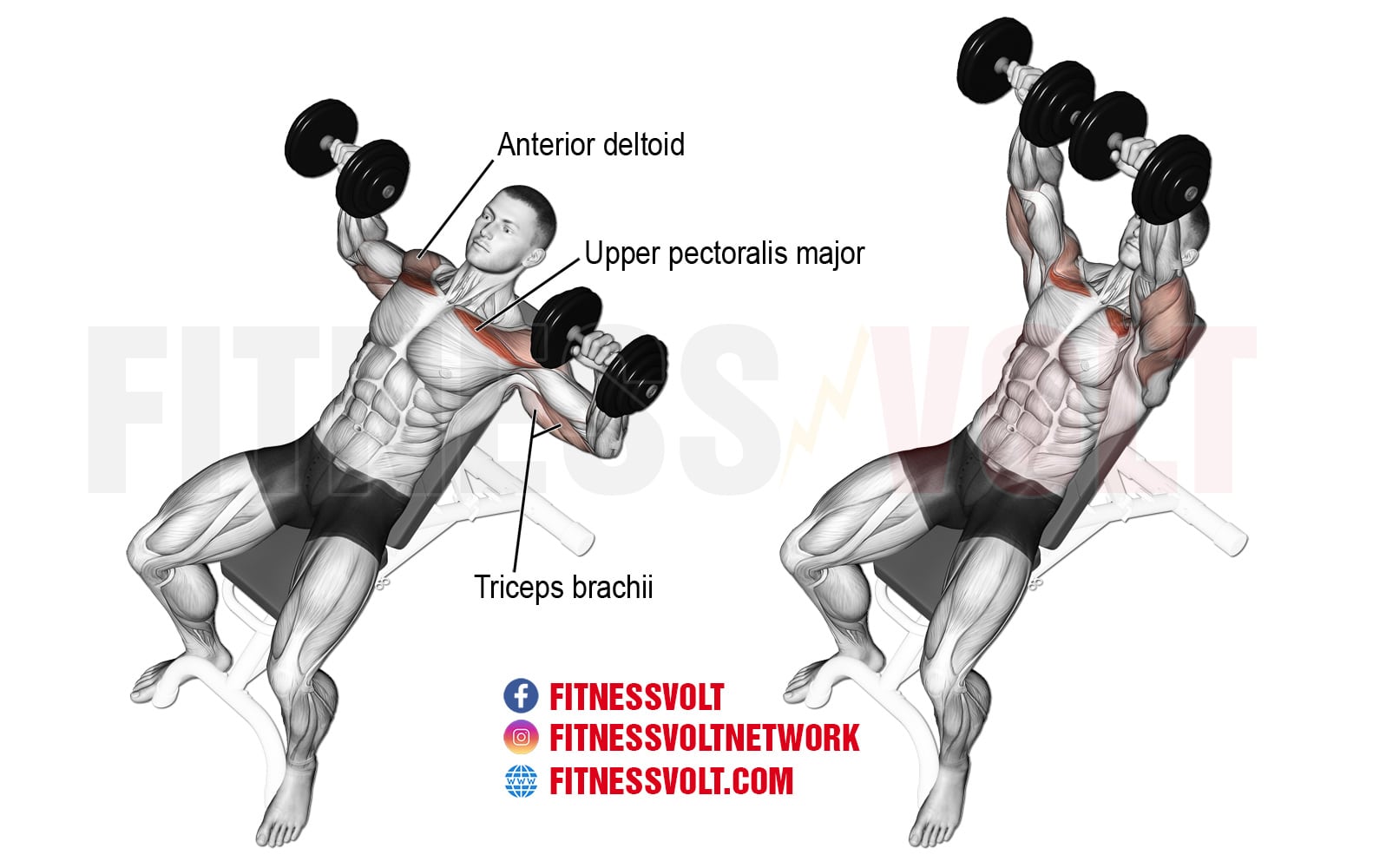 Incline Dumbbell Press Build Chest And Shoulder Strength Fitness Volt