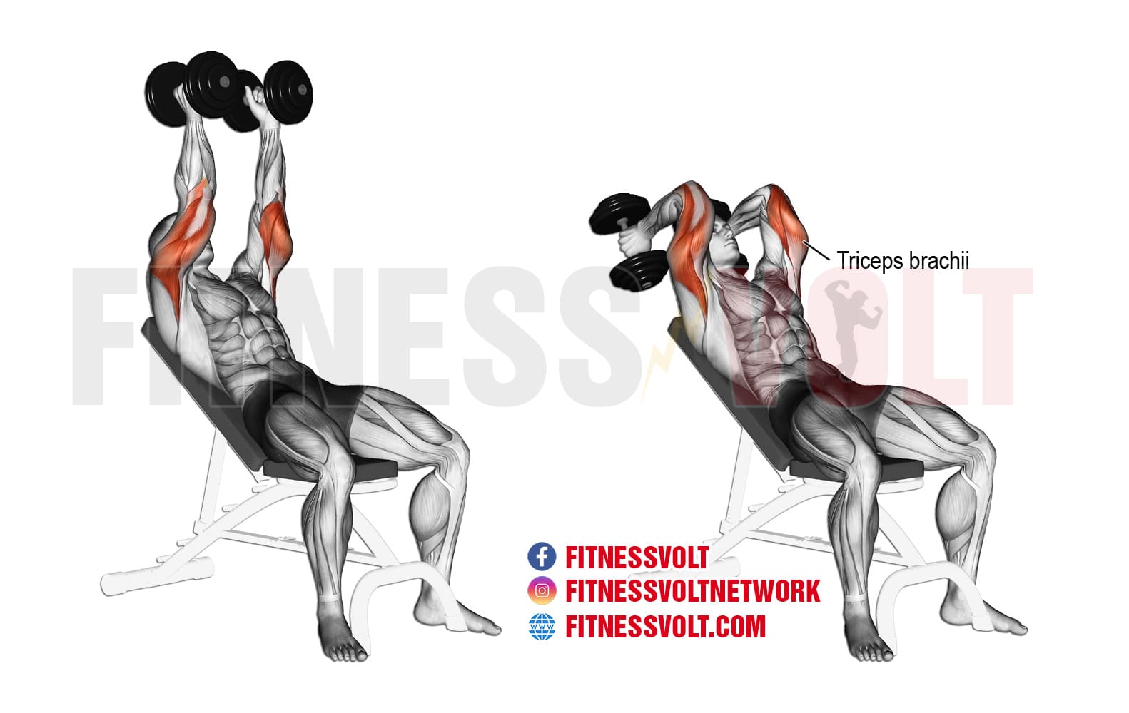 Dumbbell Triceps Extension  Illustrated Exercise Guide
