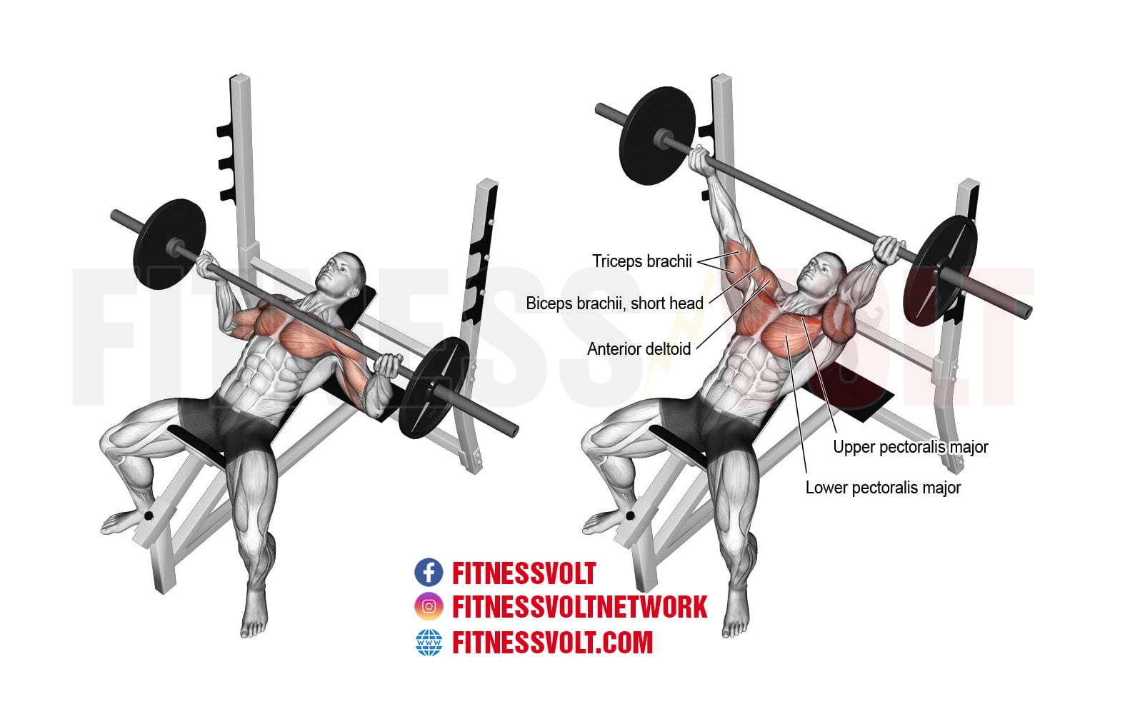 How To Do Incline Reverse Grip Barbell Bench Press Chest Fitness Volt