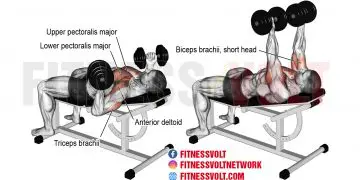 Incline Reverse-Grip Dumbbell Bench Press: Build Chest & Arms