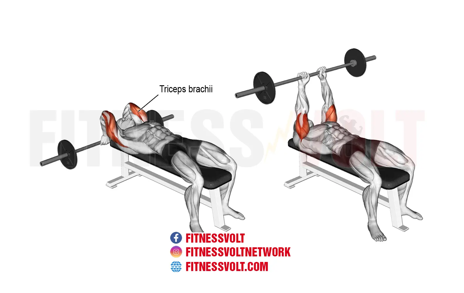Lying Barbell Triceps Extension