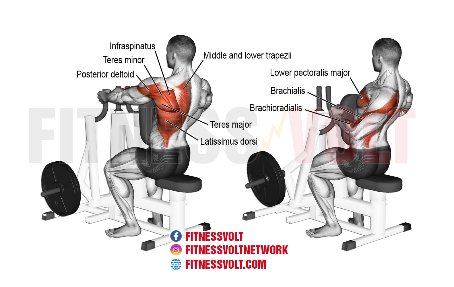 Male Fitness Enthusiast Using A Seated Rowing Machine Picture And HD Photos