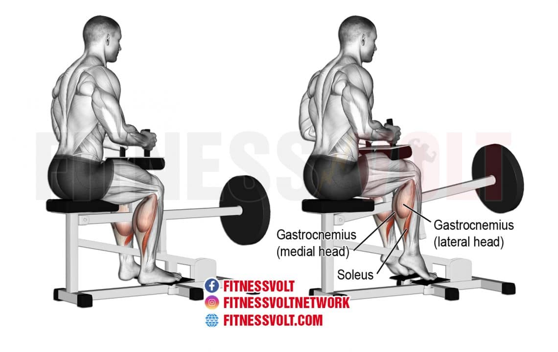 Machine Seated Calf Raise (Calves) – Fitness Volt