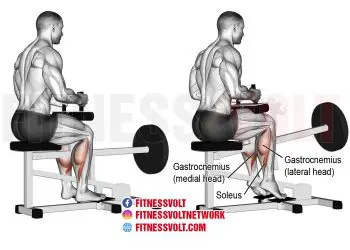 Ultimate Guide to Machine Seated Calf Raise for Stronger Calves