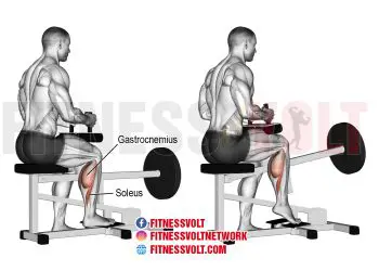 Machine Seated One-Leg Calf Raise: Strengthen Your Calves!