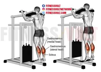 Gains Galore: Master the Machine Standing Calf Raise!
