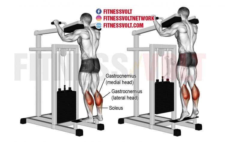 Machine Standing Calf Raise Calves Fitness Volt Machine Standing Calf Raise Calves Fitness Volt