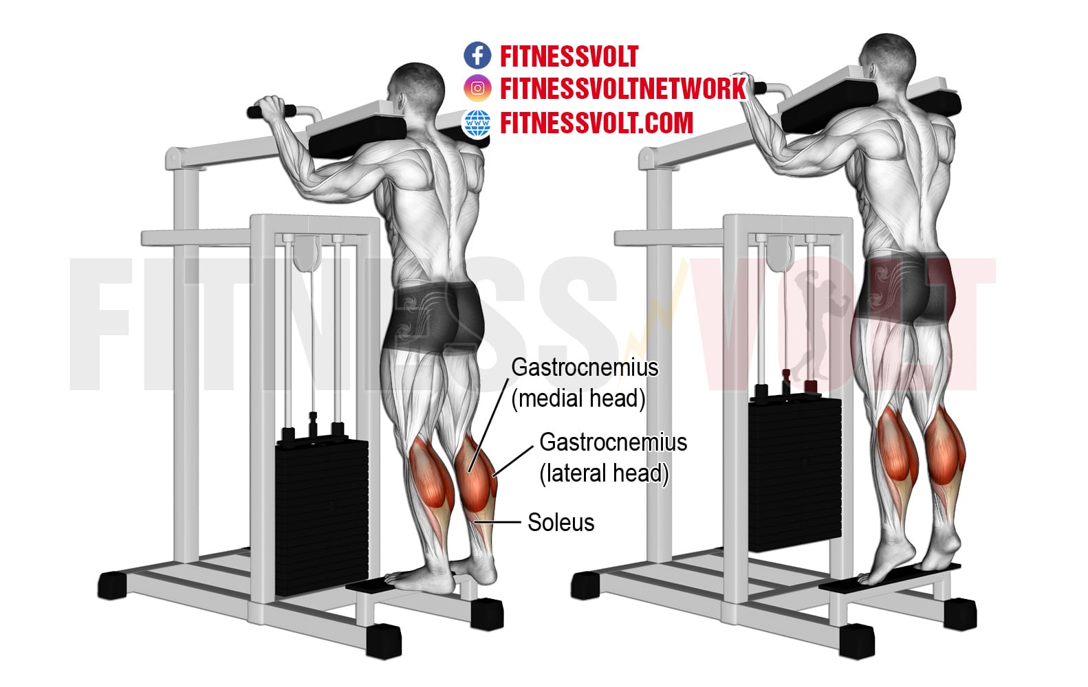 6 Day Workout Machines For Calves for Push Pull Legs