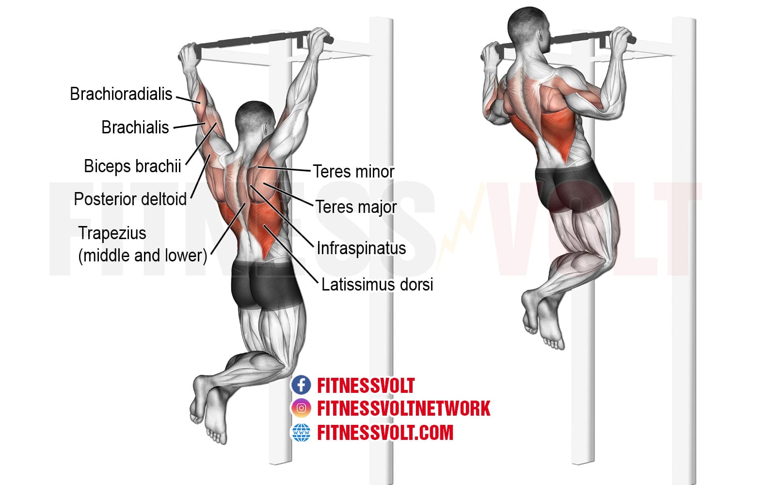 pull ups muscles worked diagram