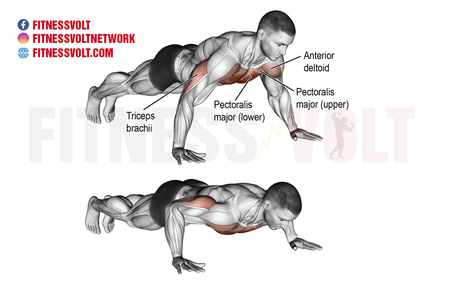 How To Do Push-Up: Muscles Worked, Form, Variations, and Mistakes – Fitness  Volt