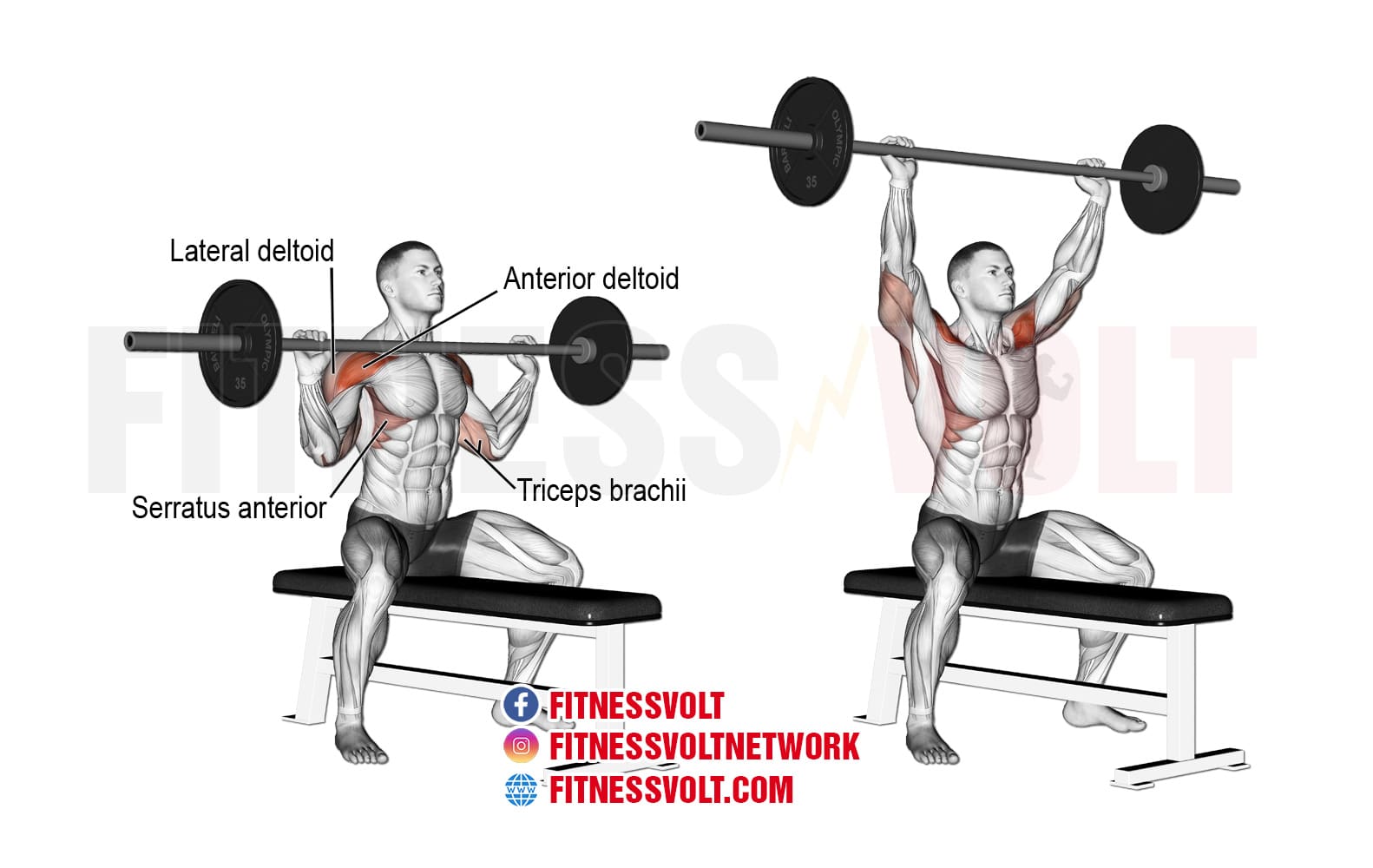 seated barbell press