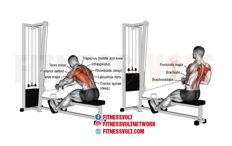 How To Do Seated Cable Row (Back)