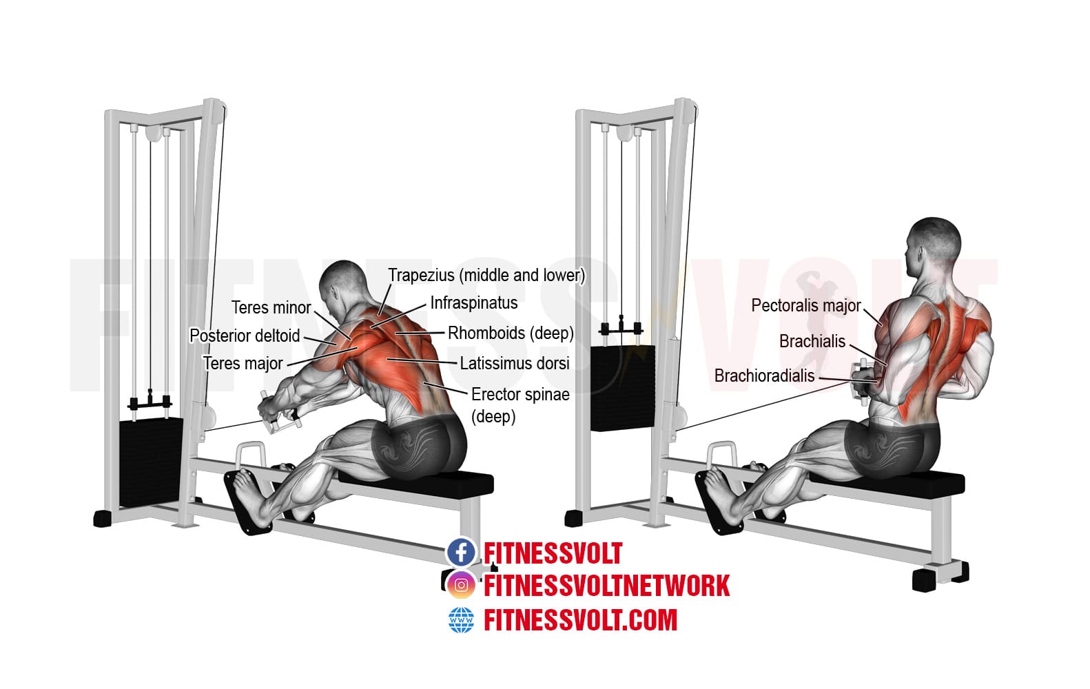 Seated Cable Row (Back) Fitness Volt