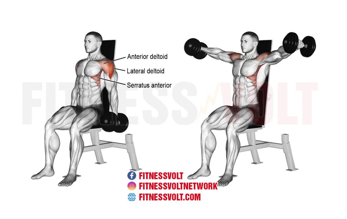 Seated Dumbbell Lateral Raise (Shoulders) – Fitness Volt