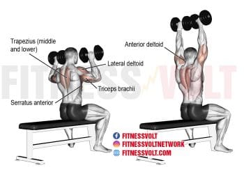 Seated Dumbbell Overhead Press: Target Your Shoulders & Arms