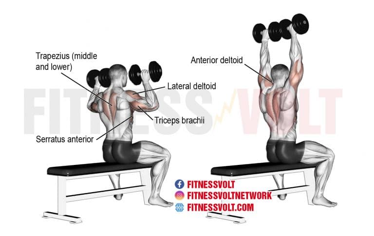 seated-dumbbell-overhead-press-shoulders-fitness-volt