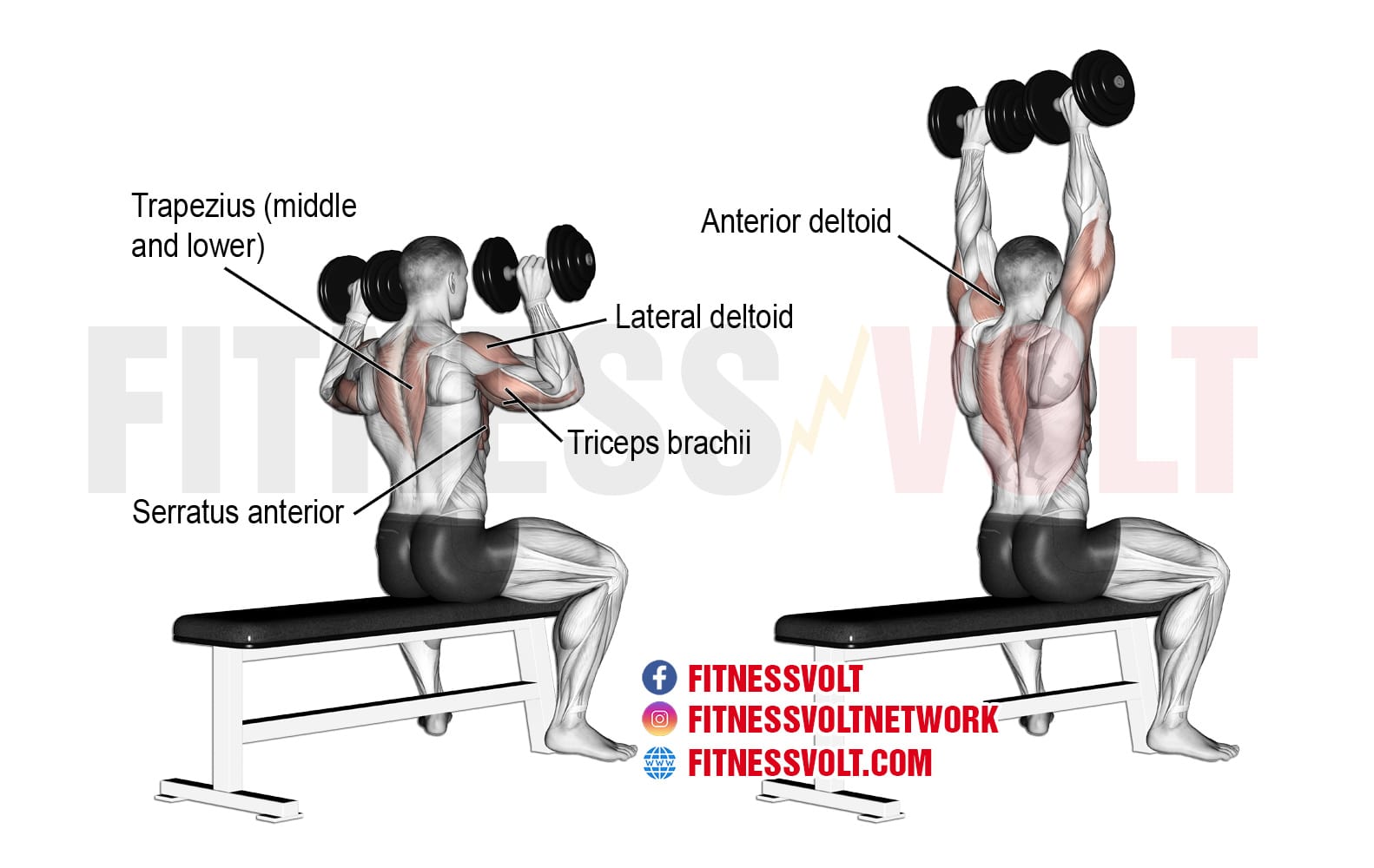 seated military press muscles worked