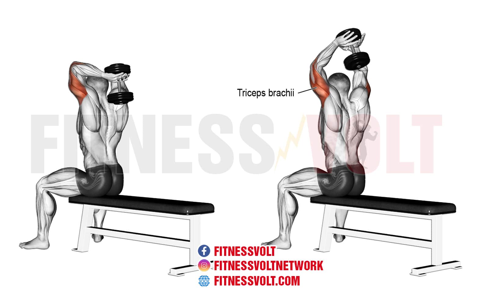 Seated Dumbbell Overhead Tricep Extension (Triceps
