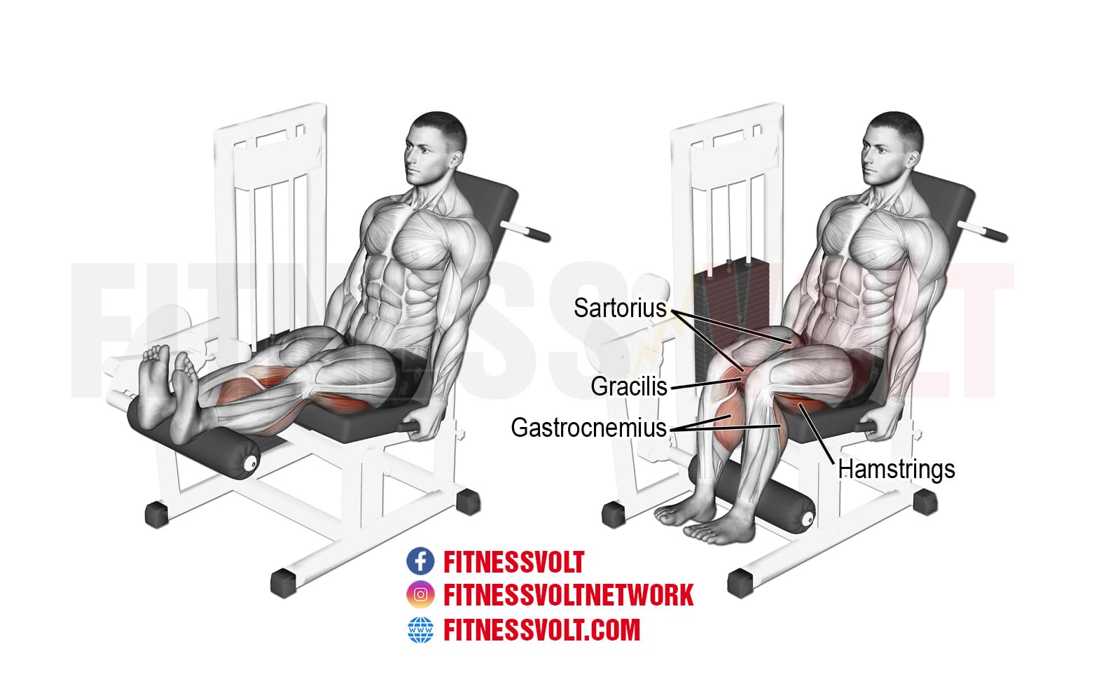 How to Do Seated Leg Curl: Form, Variations, and Common Mistakes – Fitness  Volt