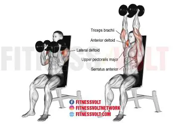 Master the Seated Neutral-Grip Dumbbell Overhead Press