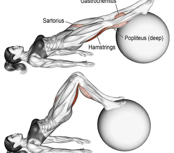 Stability Ball Hamstring Curl Muscles