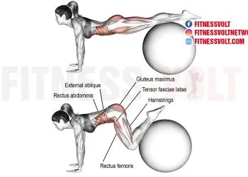 Stability Ball Jackknife: Strengthen Your Core and Shoulders