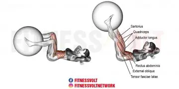 Stability Ball Leg Extension Crunch: Target Abs & Hip Flexors