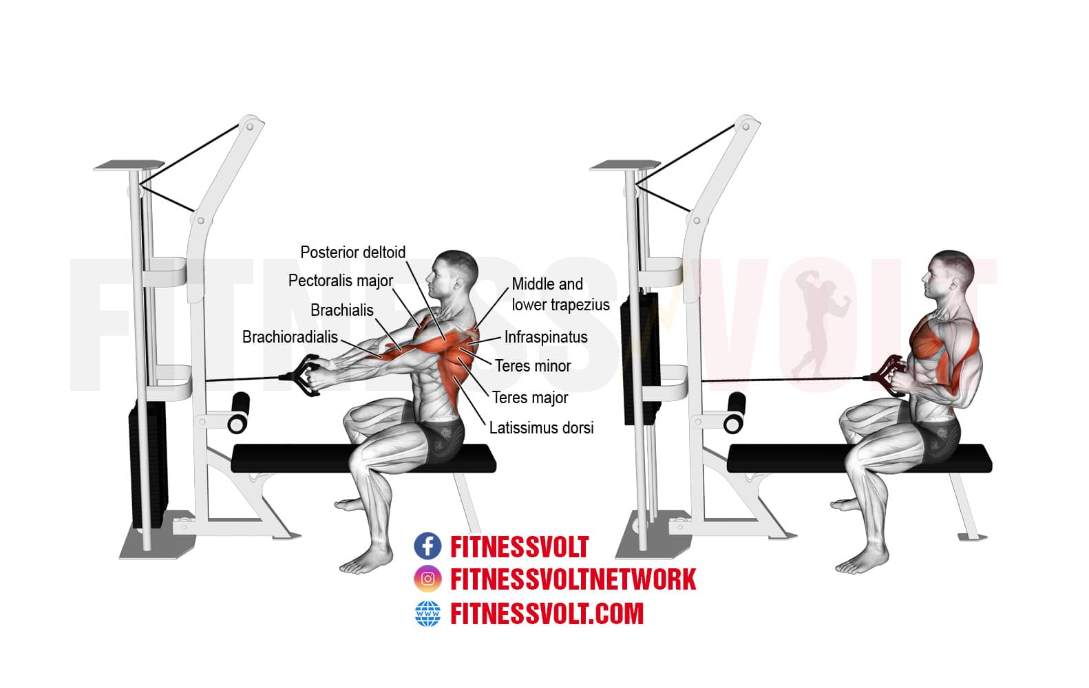 Band Seated Row Exercise Guide: Muscles Worked, How-To, Benefits, and  Variations – Fitness Volt