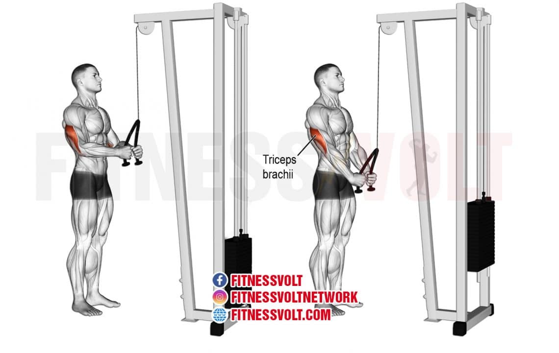 Tricep Rope Pushdown (Triceps) – Fitness Volt