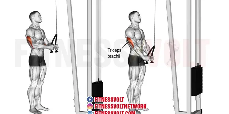 Tricep Rope Pushdown: Master Your Triceps Brachii & Anconeus