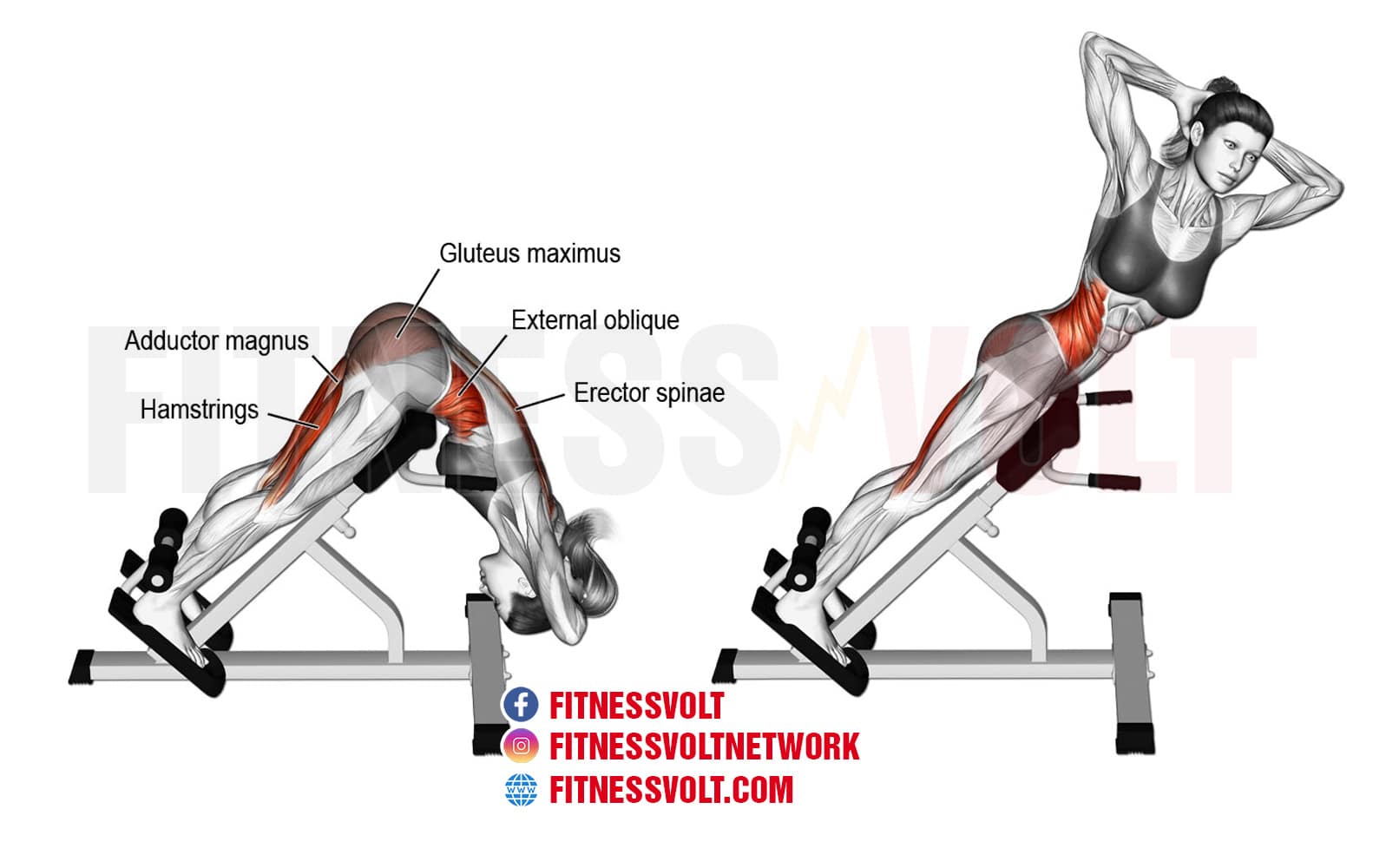 Back Hyperextension At Dane Goodnight Blog