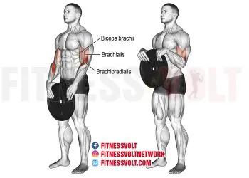Build Strong Arms: Weight Plate Reverse Curl for Biceps & Forearms