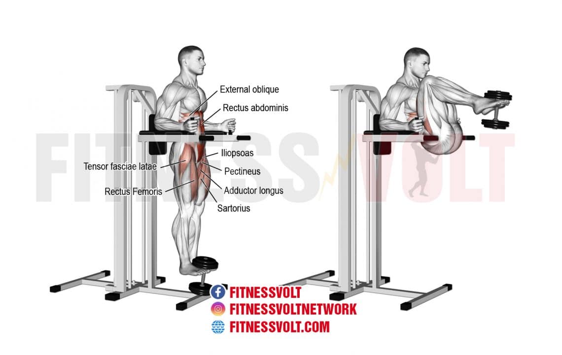 Weighted Captain’s Chair Leg and Hip Raise (Abdominals) – Fitness Volt