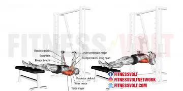 Build Back Strength: Weighted Inverted Row for Total Upper Body