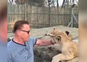 Arnold Schwarzenegger Play With Lions