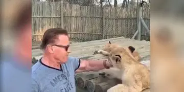 Arnold Schwarzenegger Play With Lions