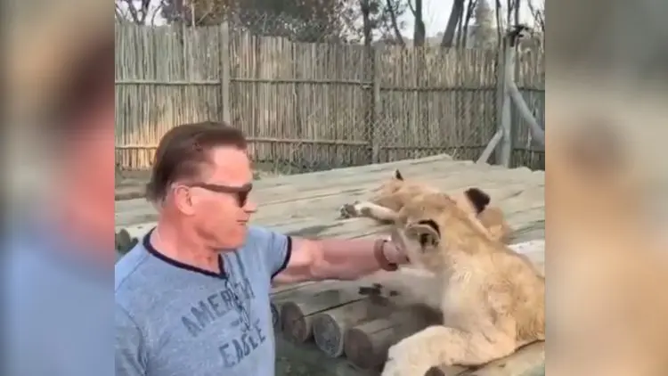 Arnold Schwarzenegger Play With Lions