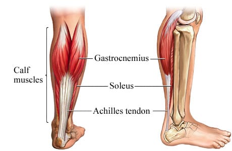 Calf Muscle Anatomy